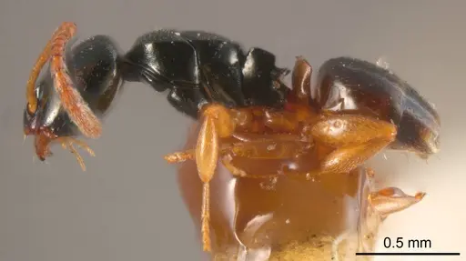 Stigmacros flavinodis specimen ANTWEB1008338 image antweb1008338_2