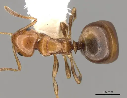 Stigmacros froggatti specimen CASENT0281492 image casent0281492_1