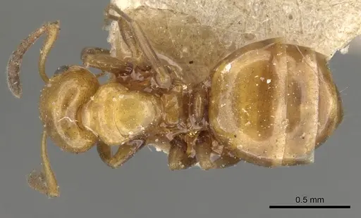 Stigmacros froggatti specimen CASENT0903230 image casent0903230_1