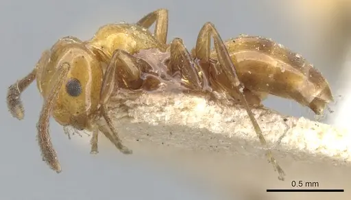Stigmacros froggatti specimen CASENT0903230 image casent0903230_3