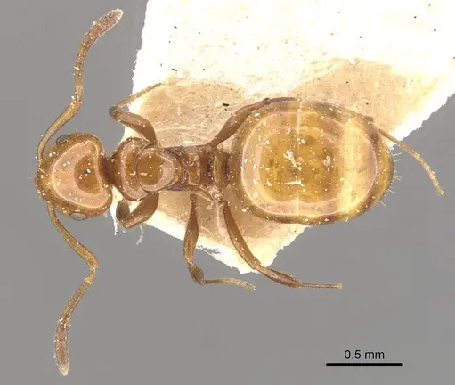Stigmacros froggatti specimen CASENT0909936 image casent0909936_1