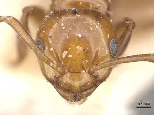 Stigmacros froggatti specimen CASENT0909936 image casent0909936_2
