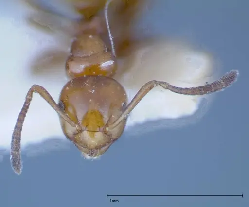 Stigmacros froggatti specimen FOCOL0159-1 image focol0159-1_2