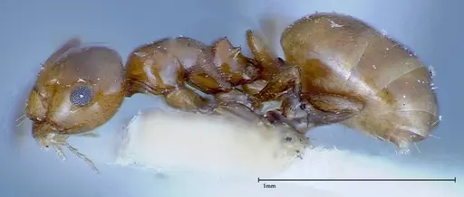 Stigmacros froggatti specimen FOCOL0159-1 image focol0159-1_3