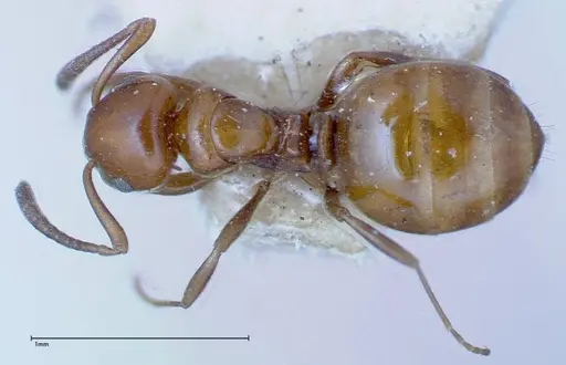 Stigmacros froggatti specimen FOCOL0159-2 image focol0159-2_1