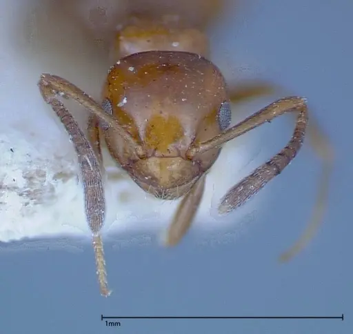 Stigmacros froggatti specimen FOCOL0159-2 image focol0159-2_2