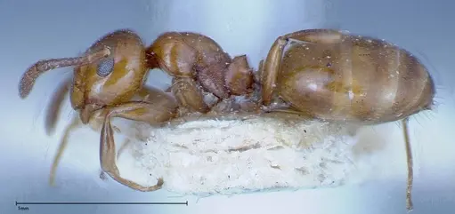 Stigmacros froggatti specimen FOCOL0159-2 image focol0159-2_3