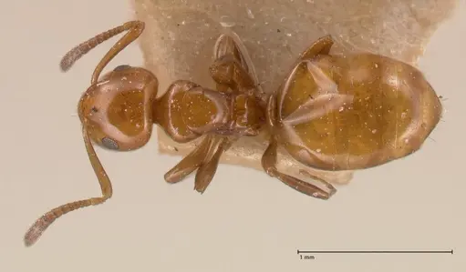 Stigmacros froggatti specimen FOCOL0782 image focol0782_1