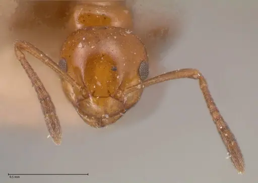 Stigmacros froggatti specimen FOCOL0782 image focol0782_2