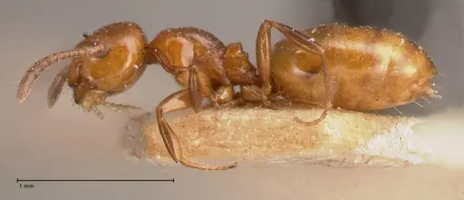 Stigmacros froggatti specimen FOCOL0782 image focol0782_3