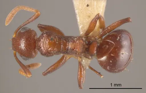 Stigmacros hirsuta specimen ANTWEB1008340 image antweb1008340_1