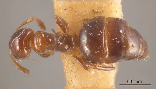 Stigmacros impressa specimen ANTWEB1008341 image antweb1008341_1