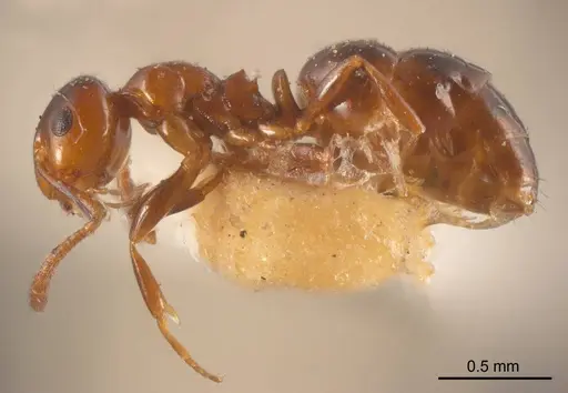 Stigmacros impressa specimen ANTWEB1008341 image antweb1008341_2