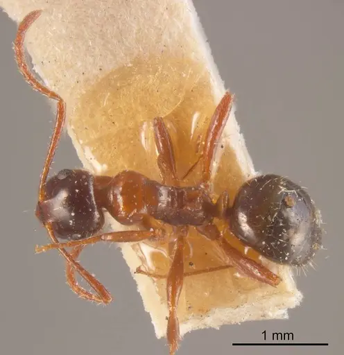 Stigmacros inermis specimen ANTWEB1008342 image antweb1008342_1