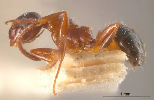 Stigmacros inermis specimen ANTWEB1008342 image antweb1008342_2