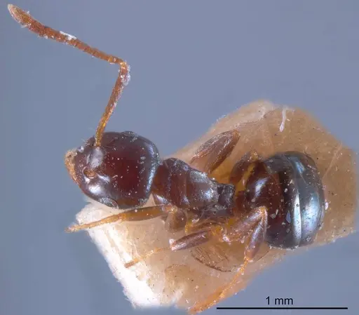 Stigmacros lanaris specimen ANTWEB1008343 image antweb1008343_1