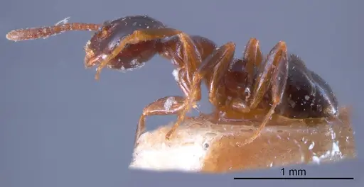 Stigmacros lanaris specimen ANTWEB1008343 image antweb1008343_2