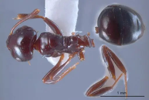 Stigmacros major specimen ANTWEB1008344 image antweb1008344_1