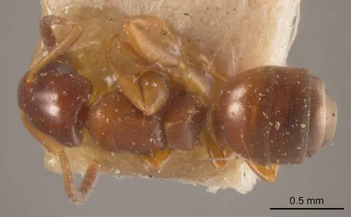 Stigmacros marginata specimen ANTWEB1008345 image antweb1008345_1