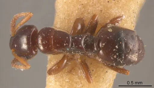 Stigmacros nitida specimen ANTWEB1008347 image antweb1008347_1