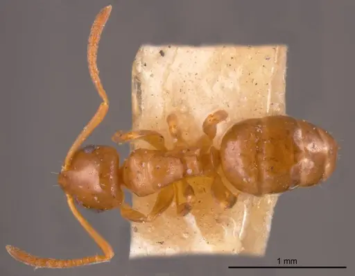 Stigmacros occidentalis specimen ANTWEB1008328 image antweb1008328_1