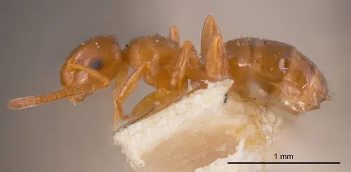 Stigmacros occidentalis specimen ANTWEB1008328 image antweb1008328_2