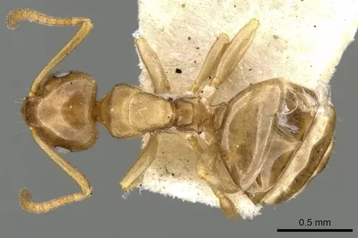 Stigmacros occidentalis specimen CASENT0906280 image casent0906280_1