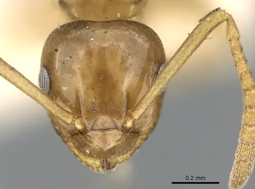 Stigmacros occidentalis specimen CASENT0906280 image casent0906280_2