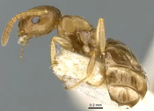 Stigmacros occidentalis specimen CASENT0906280 image casent0906280_3