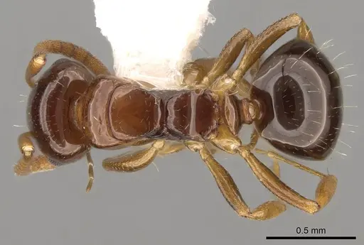Stigmacros pilosella specimen CASENT0281495 image casent0281495_1