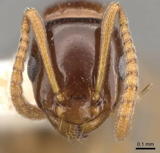 Stigmacros pilosella specimen CASENT0281495 image casent0281495_2