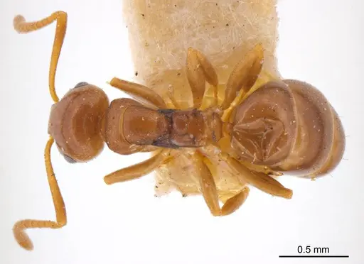Stigmacros proxima specimen ANTWEB1008324 image antweb1008324_1
