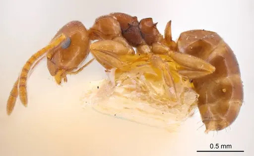 Stigmacros proxima specimen ANTWEB1008324 image antweb1008324_2