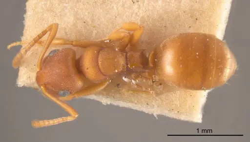 Stigmacros punctatissima specimen ANTWEB1008348 image antweb1008348_1
