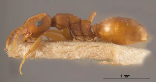 Stigmacros punctatissima specimen ANTWEB1008348 image antweb1008348_2