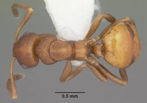 Stigmacros punctatissima specimen PSW8215-2 image psw8215-2_1