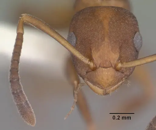 Stigmacros punctatissima specimen PSW8215-2 image psw8215-2_2