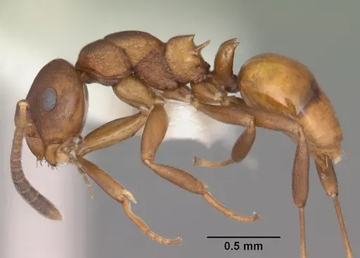 Stigmacros punctatissima specimen PSW8215-2 image psw8215-2_3