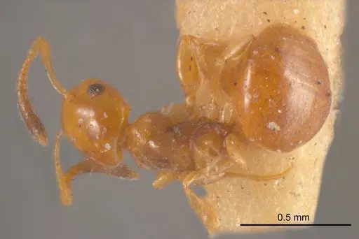 Stigmacros pusilla specimen ANTWEB1008346 image antweb1008346_1