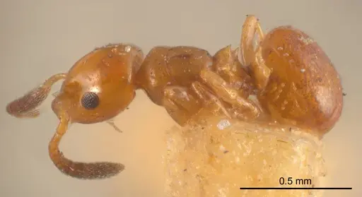 Stigmacros pusilla specimen ANTWEB1008346 image antweb1008346_2