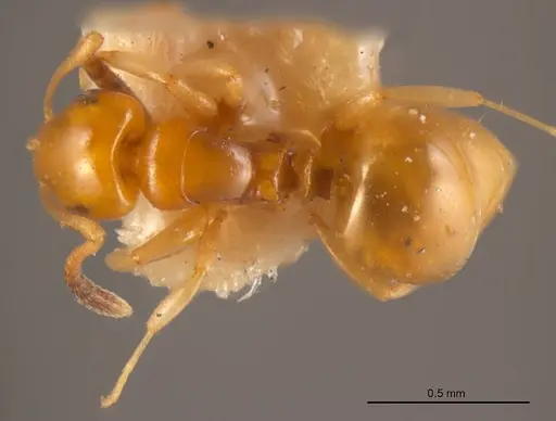 Stigmacros pusilla specimen ANTWEB1008349 image antweb1008349_1