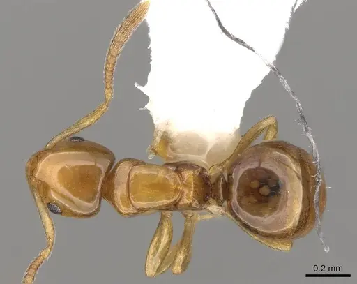 Stigmacros pusilla specimen CASENT0281493 image casent0281493_1