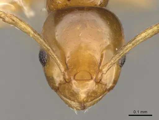 Stigmacros pusilla specimen CASENT0281493 image casent0281493_2