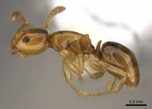 Stigmacros pusilla specimen CASENT0281493 image casent0281493_3