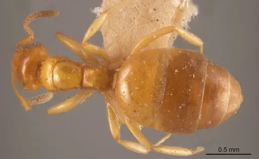 Stigmacros rectangularis specimen ANTWEB1008350 image antweb1008350_1