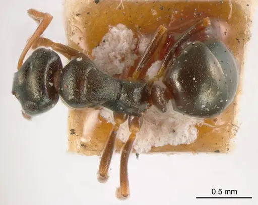 Stigmacros reticulata specimen ANTWEB1008351 image antweb1008351_1