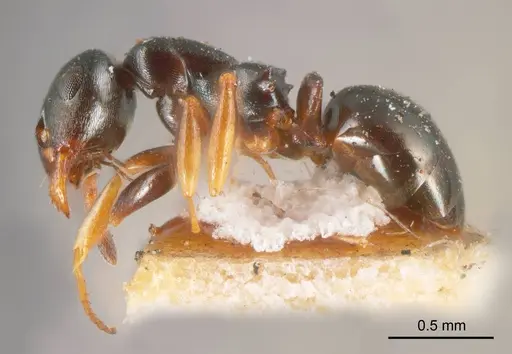 Stigmacros reticulata specimen ANTWEB1008351 image antweb1008351_2