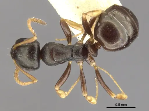Stigmacros reticulata specimen CASENT0903231 image casent0903231_1