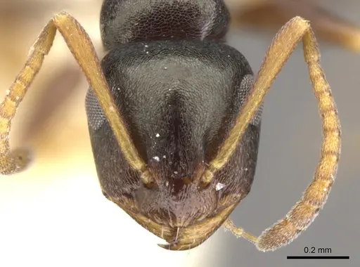Stigmacros reticulata specimen CASENT0903231 image casent0903231_2