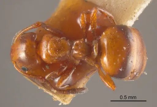 Stigmacros rufa specimen ANTWEB1008352 image antweb1008352_1